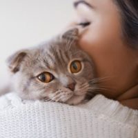 PetCat PetCat